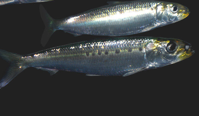 pacific-sardine-robertson